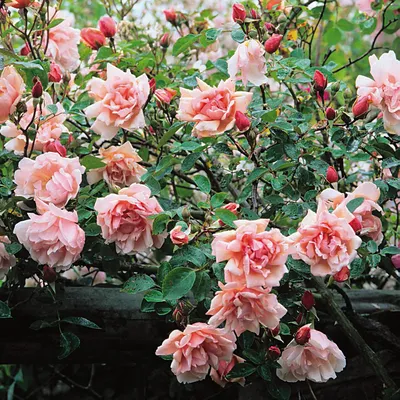 Удивительные картинки роз рамблеров для скачивания