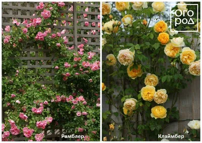 Изображения роз рамблеров: качество и разнообразие в хорошем формате