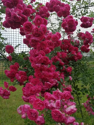 Качественные картинки роз рамблеров доступны в разных форматах
