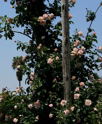Изящные изображения роз рамблеров: фото для тех, кто ценит красоту