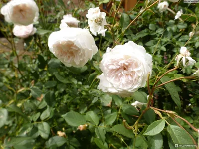 Фото роз рамблеров: природная красота в каждом кадре
