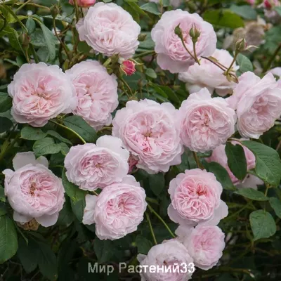 Качественные фотографии роз рамблеров для вашего выбора