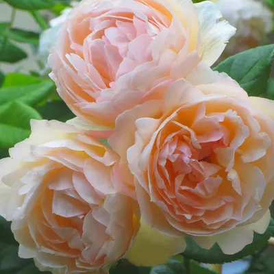 Великолепные розы рамблеры на фото в разных размерах