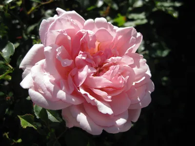 Уникальные снимки роз рамблеров для скачивания
