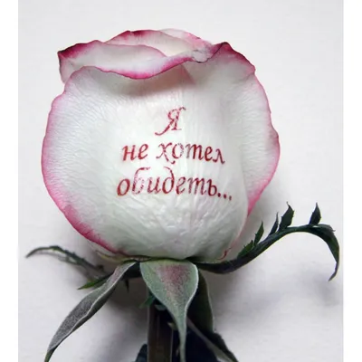 Фото розы с надписью: доступные форматы для скачивания