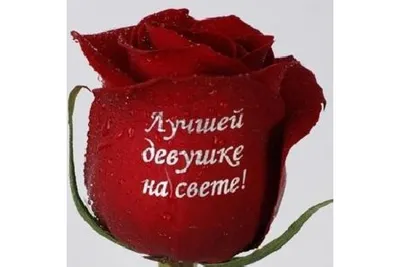 Картинка розы с надписью: скачивание в формате jpg, png или webp