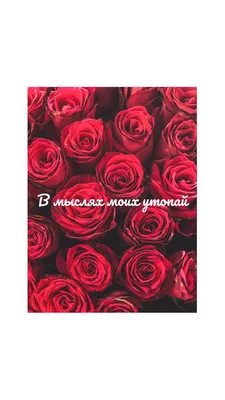 Фотография розы с надписью: доступные размеры и форматы
