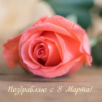 Фотка розы с надписью: скачайте в нужном формате