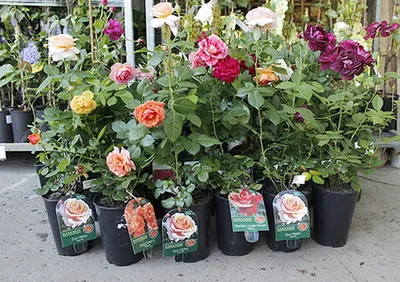 Розы саженцы в красивых форматах: выбирайте!