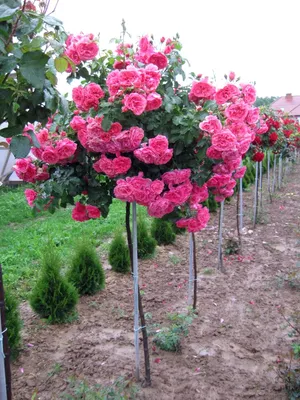 Изображения розовых саженцев в разных форматах: jpg, png, webp