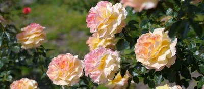Разнообразие изображений розовых саженцев: выбирайте формат по желанию