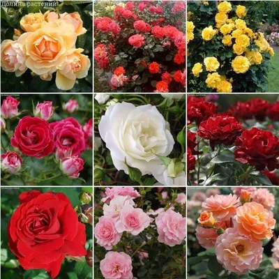 Фото, картинки, изображения саженцев роз: выберите формат и размер