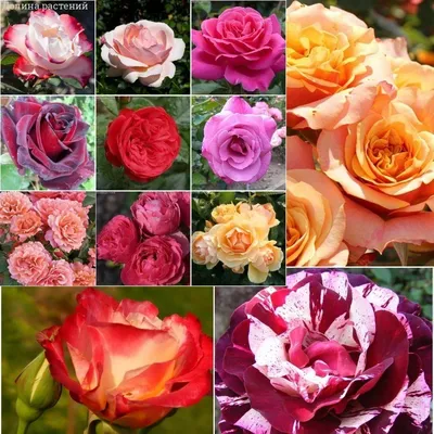 Изображения розовых саженцев в разных форматах: jpg, png, webp