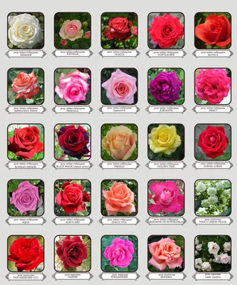 Уникальные саженцы роз: фотографии в разных форматах для скачивания