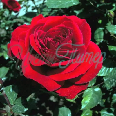 Розы саженцы на фото: разнообразие форматов для скачивания