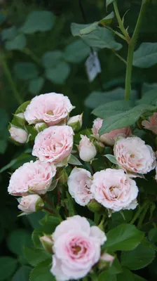 Фото саженцев роз: скачивайте в форматах jpg, png или webp