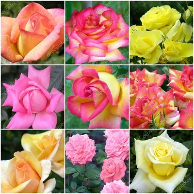 Фотографии саженцев роз: скачивайте в формате jpg, png или webp