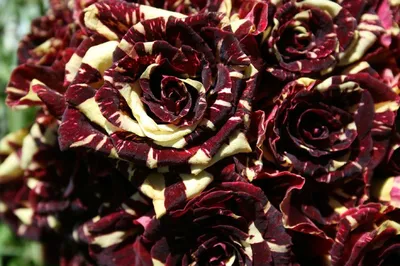 Фотографии саженцев роз в различных размерах: выберите и наслаждайтесь