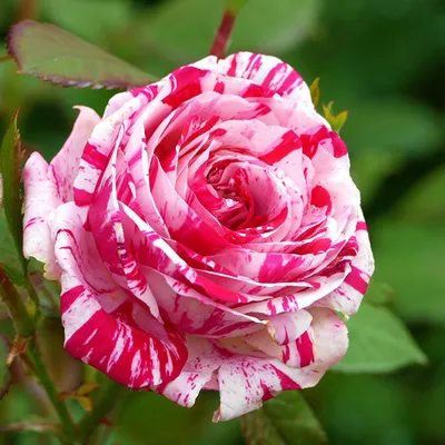 Фото розовых саженцев: картинки для скачивания в jpg, png, webp