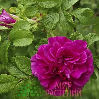 Фото розы шиповника в формате jpg