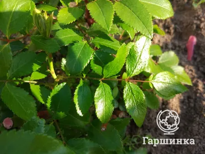 Изображение розы шиповника в формате webp для загрузки