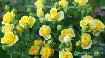 Великолепные розы спрей: выберите идеальный размер изображения