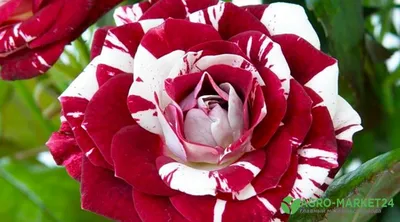 Восхитительные розы спрей: сохраняйте изображения в формате png