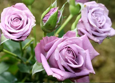 Импрессионистские розы спрей: выберите нужный размер фотографии