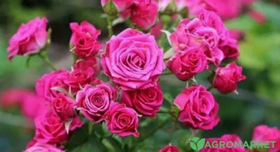 Великолепные розы спрей в изображении: выбирайте формат для загрузки