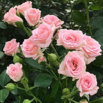 Красивые розы спрей на фотке: выберите идеальный размер