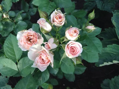 Потрясающие розы спрей на картинке: загрузите фотографию в формате jpg