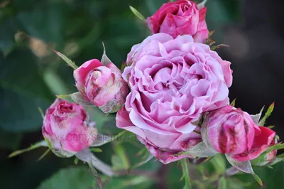 Уникальные розы спрей на фотографии: выберите нужный размер