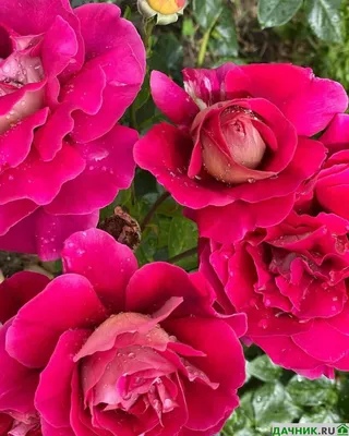 Фотографии роз спрей: сохраняйте изображения в формате png