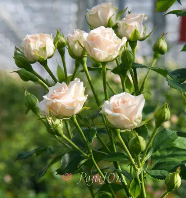 Восхитительные розы спрей на фото: выберите формат для загрузки