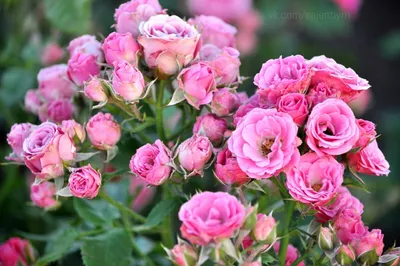 Изумительные розы спрей: выберите нужный размер фотографии