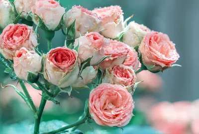 Красивые розы спрей на фото: выберите формат для скачивания