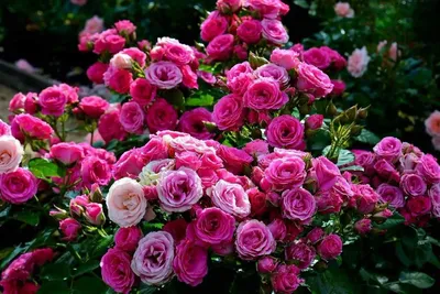 Великолепные розы спрей в фотографии: выбирайте формат для загрузки