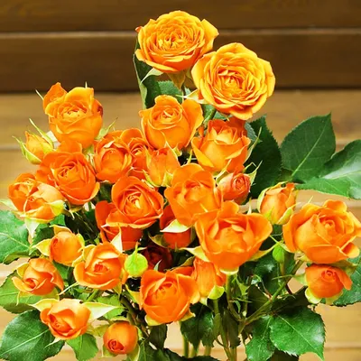 Красивые розы спрей на фотке: выберите нужный размер фотографии