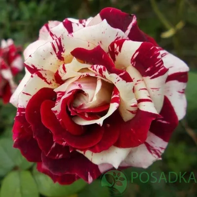 Фотка роз спрей сорта: загрузите фотографию в формате webp