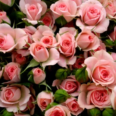 Фотографии роз спрей: доступные форматы сохранения (png, jpg)