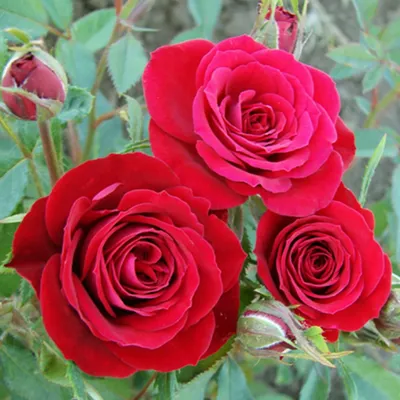 Уникальные розы спрей на фотографии: выберите нужный размер фотографии