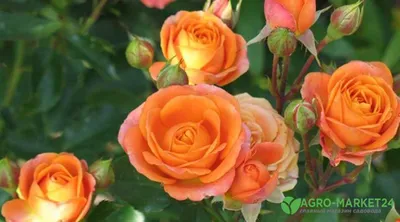 Уникальное изображение роз спрей сорта: выбирайте нужный размер