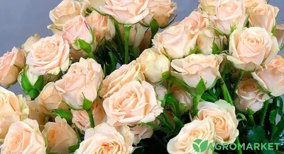 Качественные розы спрей на фотографии: выберите нужный размер