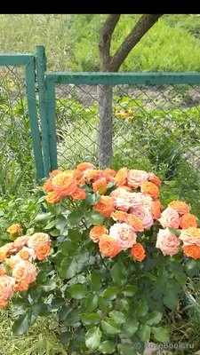 Фотки роз спрей в саду для скачивания