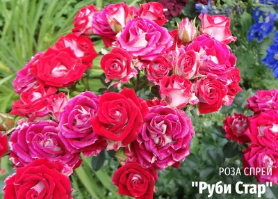 Розы спрей в саду в разных форматах и размерах