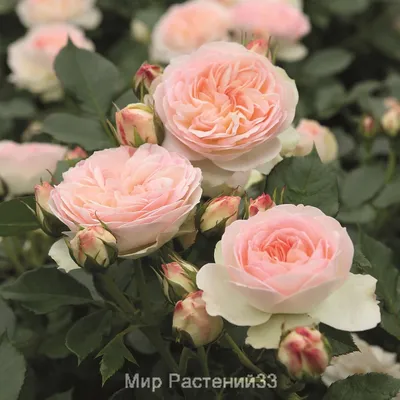 Фото роз тантау: выбор размера и формата - jpg, png, webp