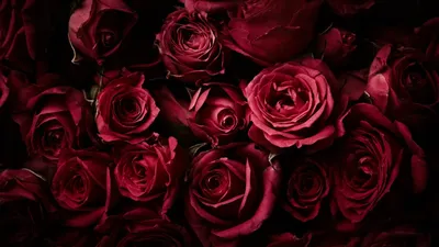 Изображение роз темно алого цвета для скачивания в png