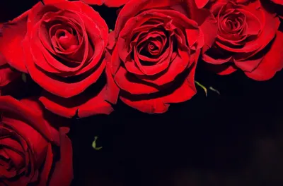 Изображение розы темно алого оттенка: красивое и элегантное