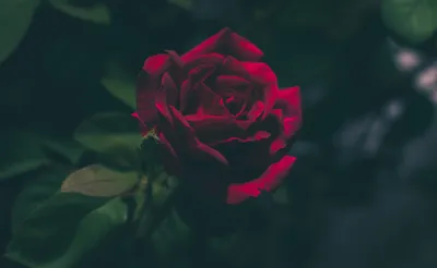 Картинка роз темно алого оттенка в формате png для прозрачных фонов