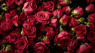 Розы темно алые: интенсивный и привлекательный цвет